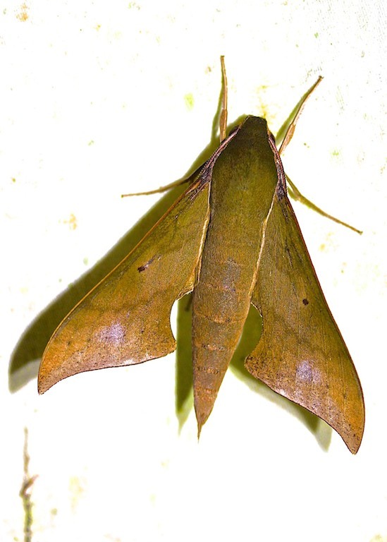 Porcus Sphinx Moth