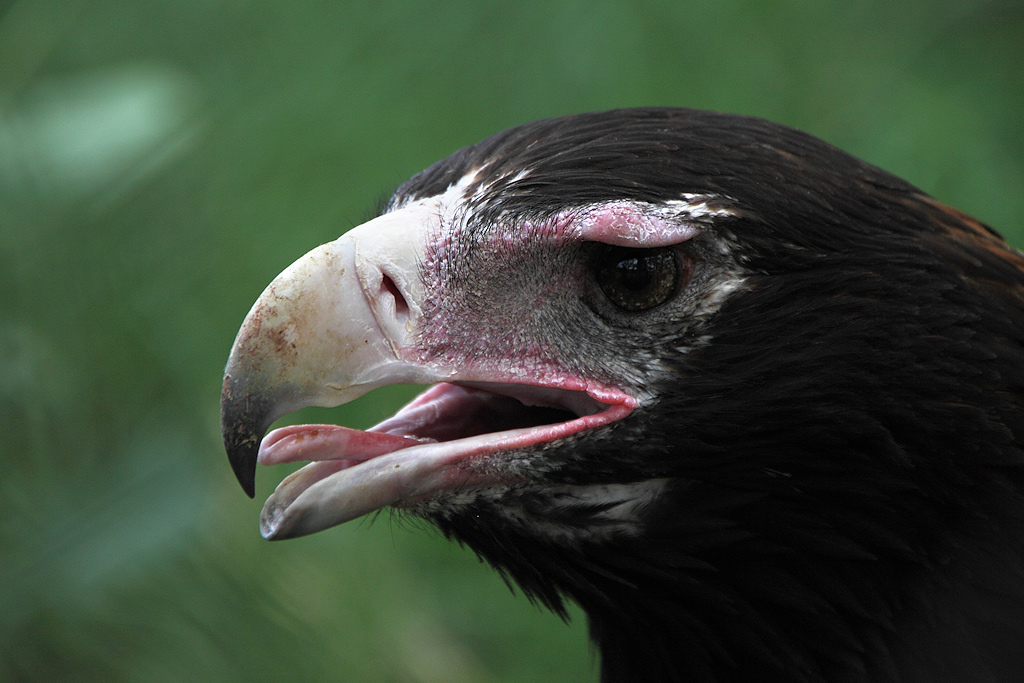 Portrait #2 of a female Wedge-Tailed Eagle, Aquila audax