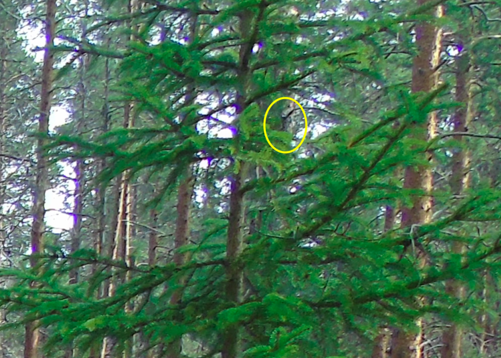 Possible eagle-owl in Karelia