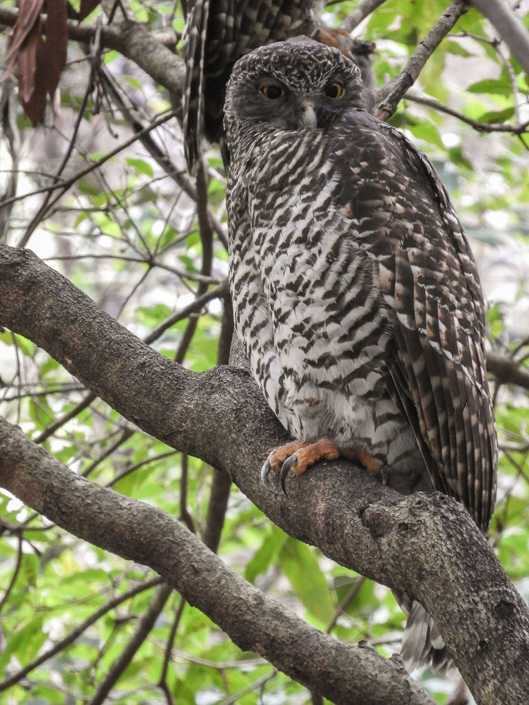 Powerful Owl