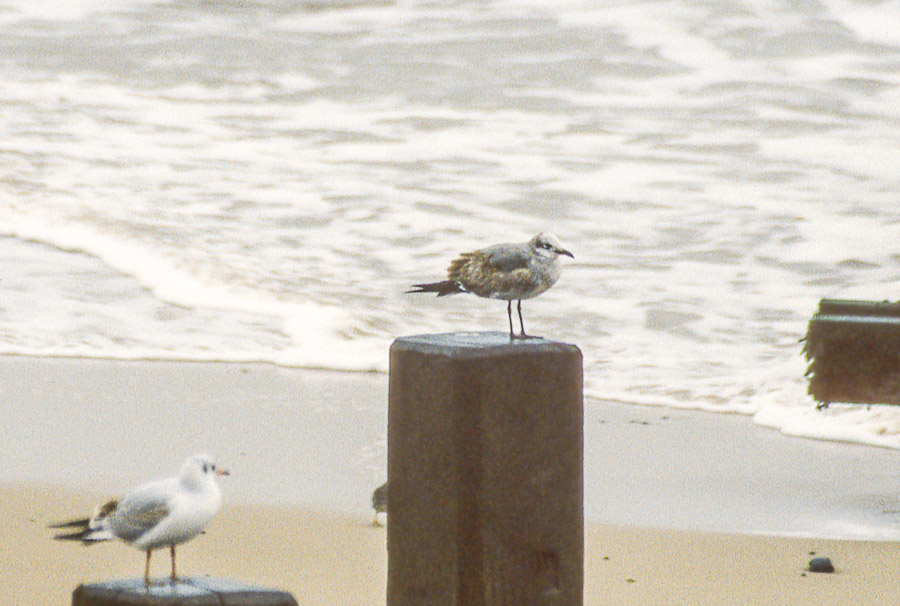 Pre-digital rarity: Laughing Gull