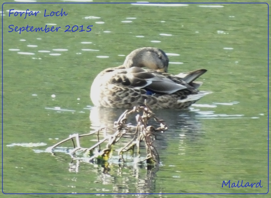 Preening Mallard