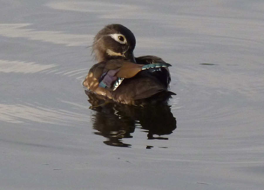 Preening Woodduck