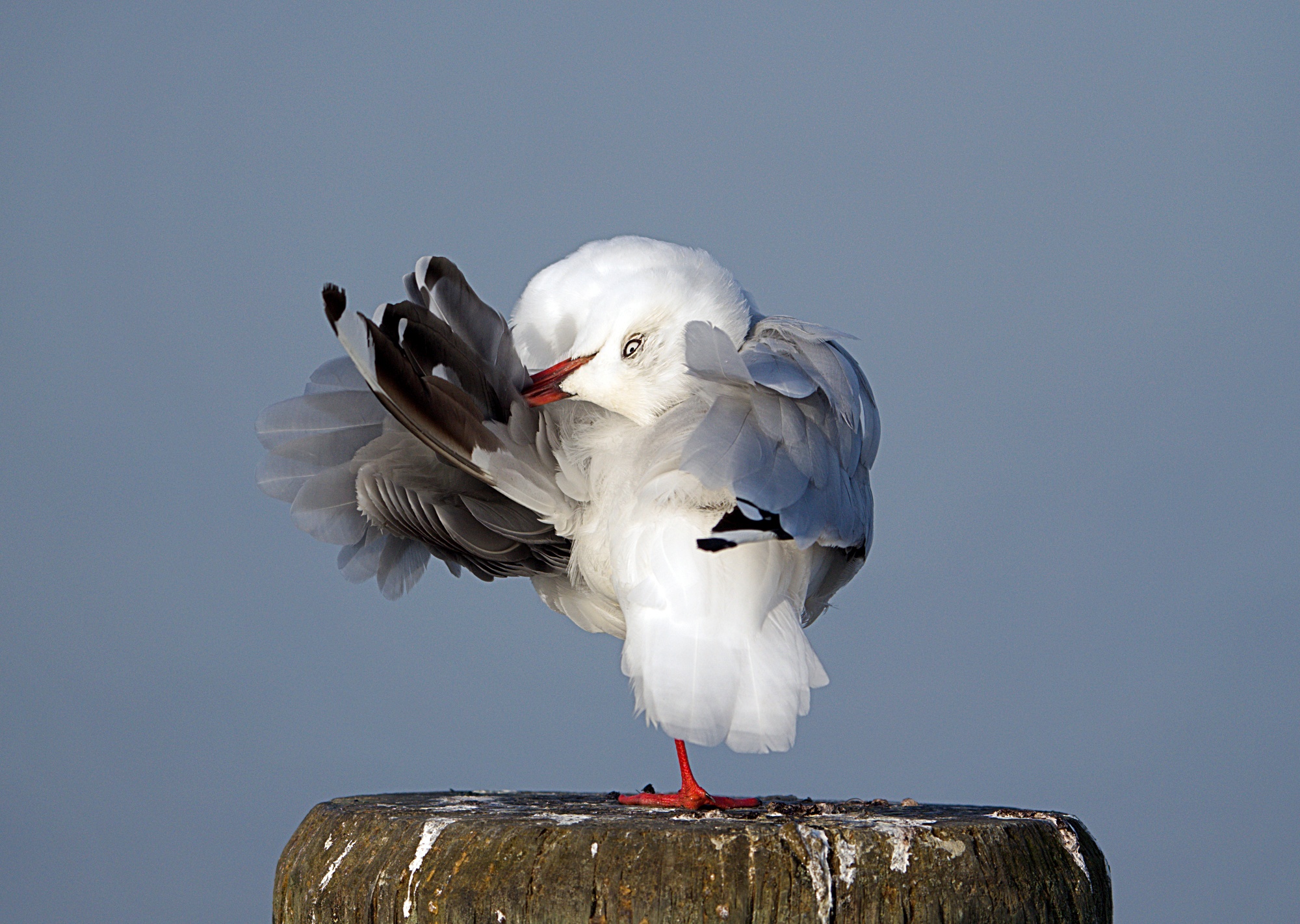 Preening