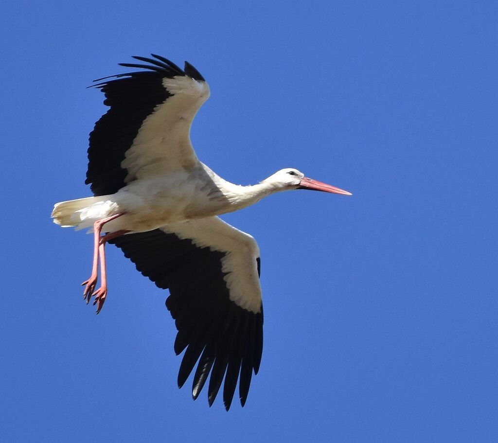 Preparing to land!