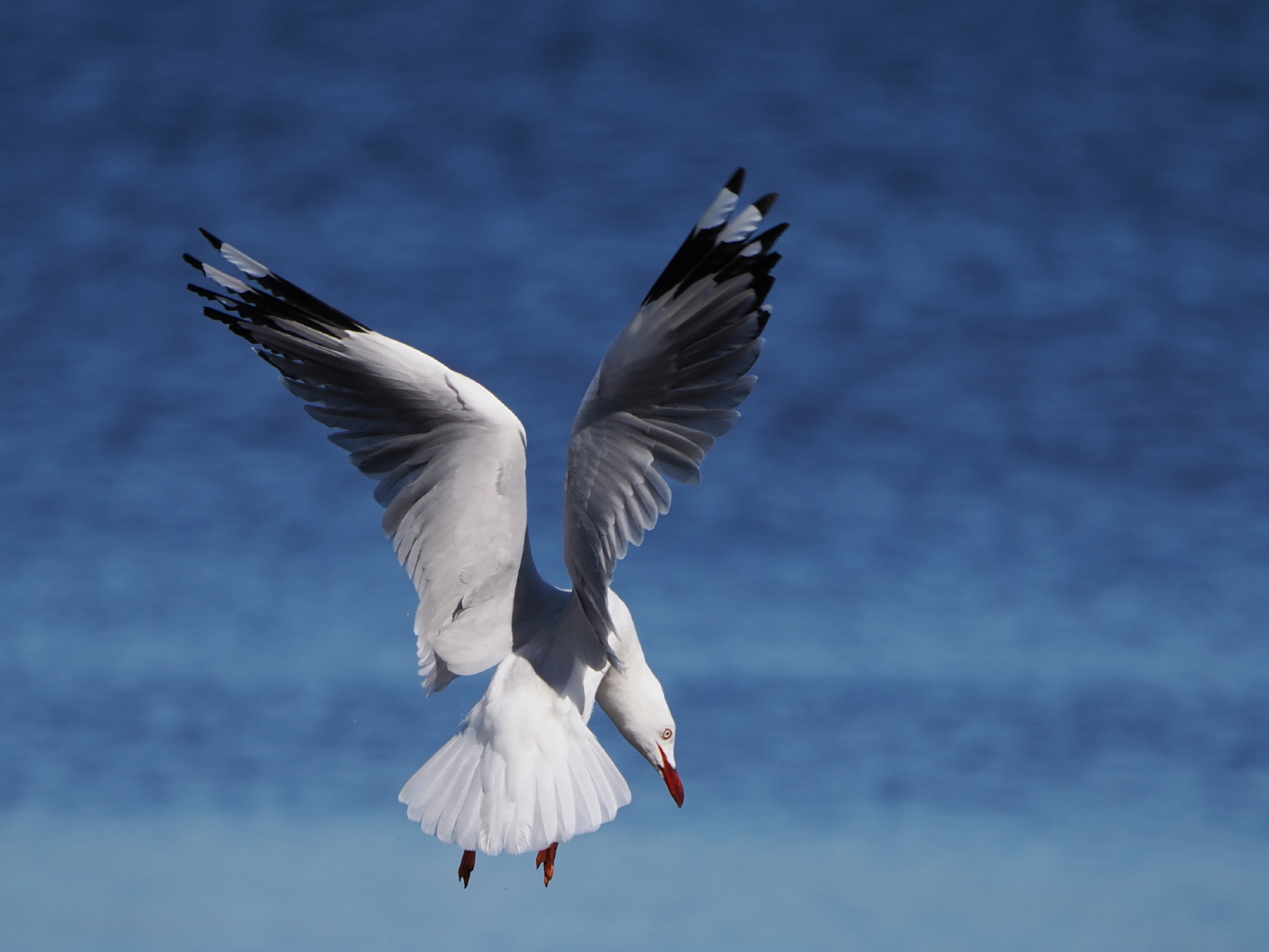 Pretending to be a tern