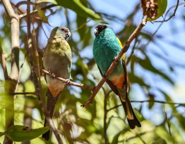 Pretty Aussie Parrot #3