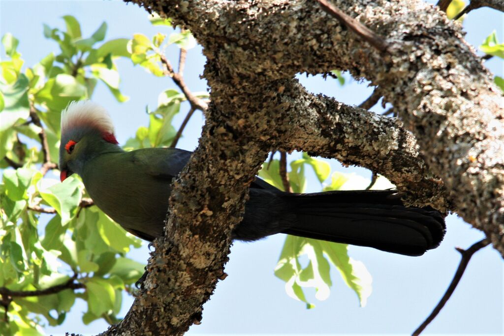 Prince Ruspoli's Turaco