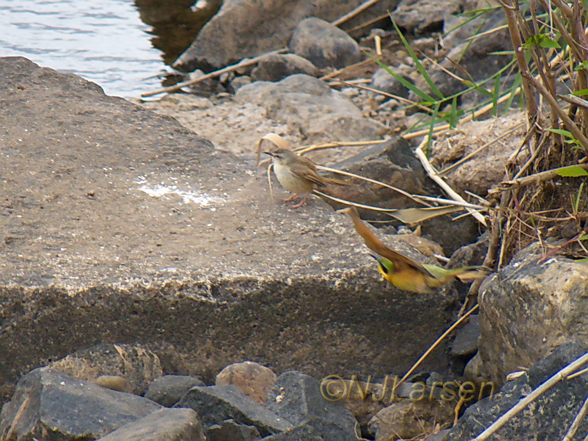 Prinia and Bee-eater