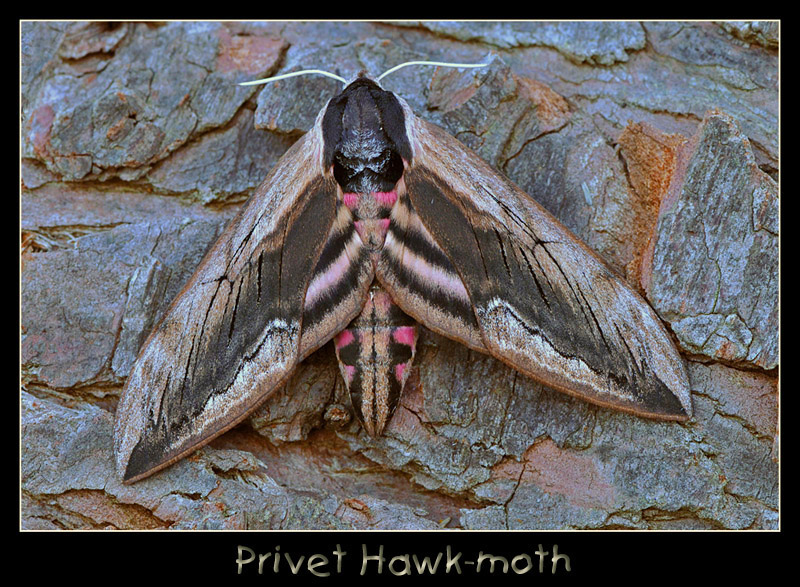 Privet Hawk-moth