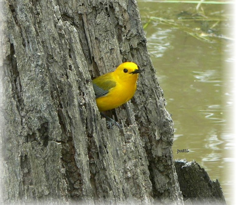 Prothonotary Warbler