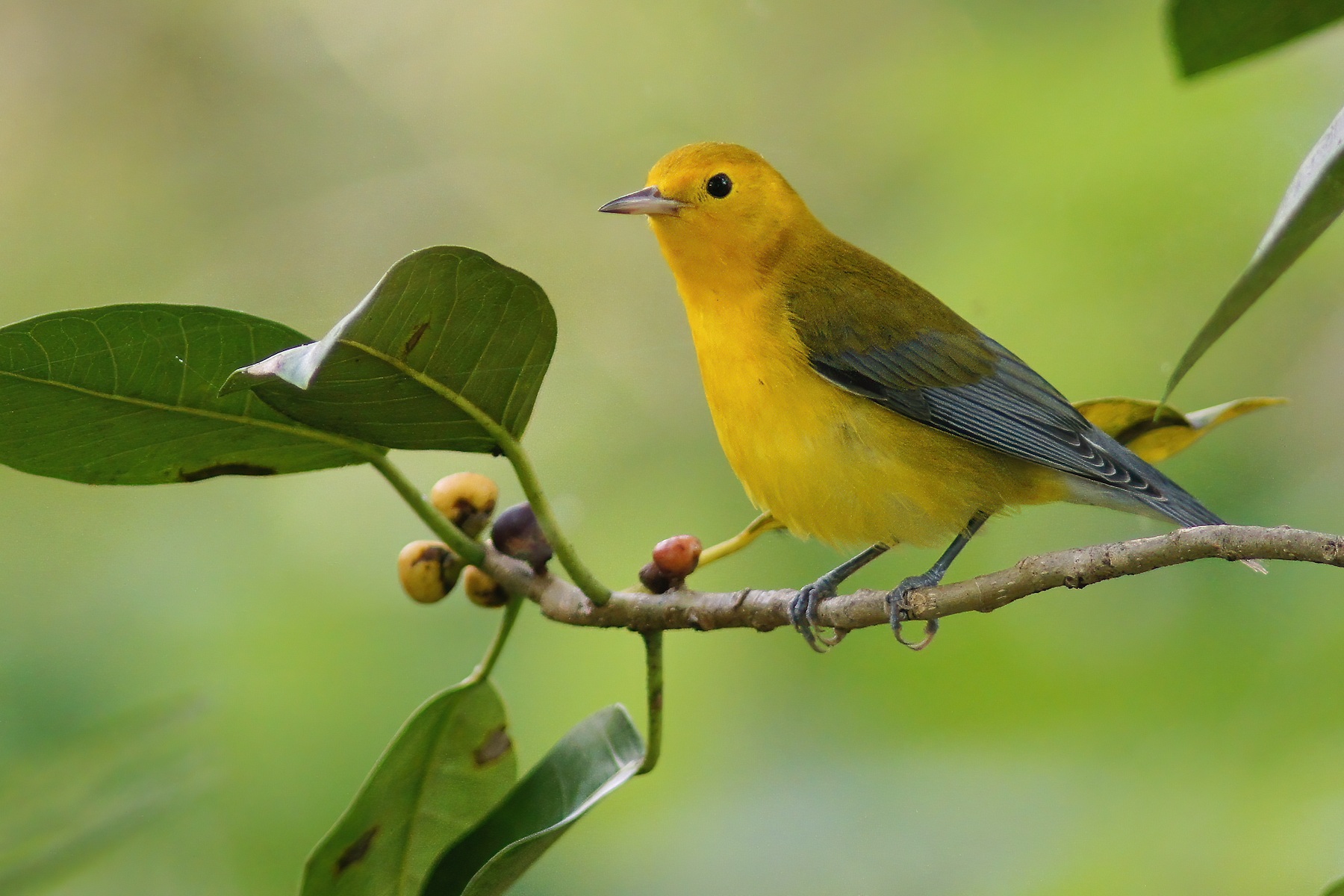 Prothonotary warbler