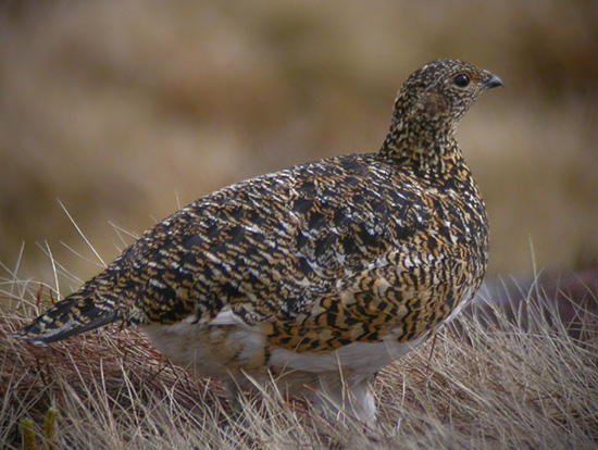 Ptarmigan