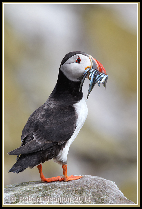 Puffin bling