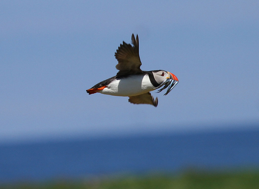 Puffin Heading Home