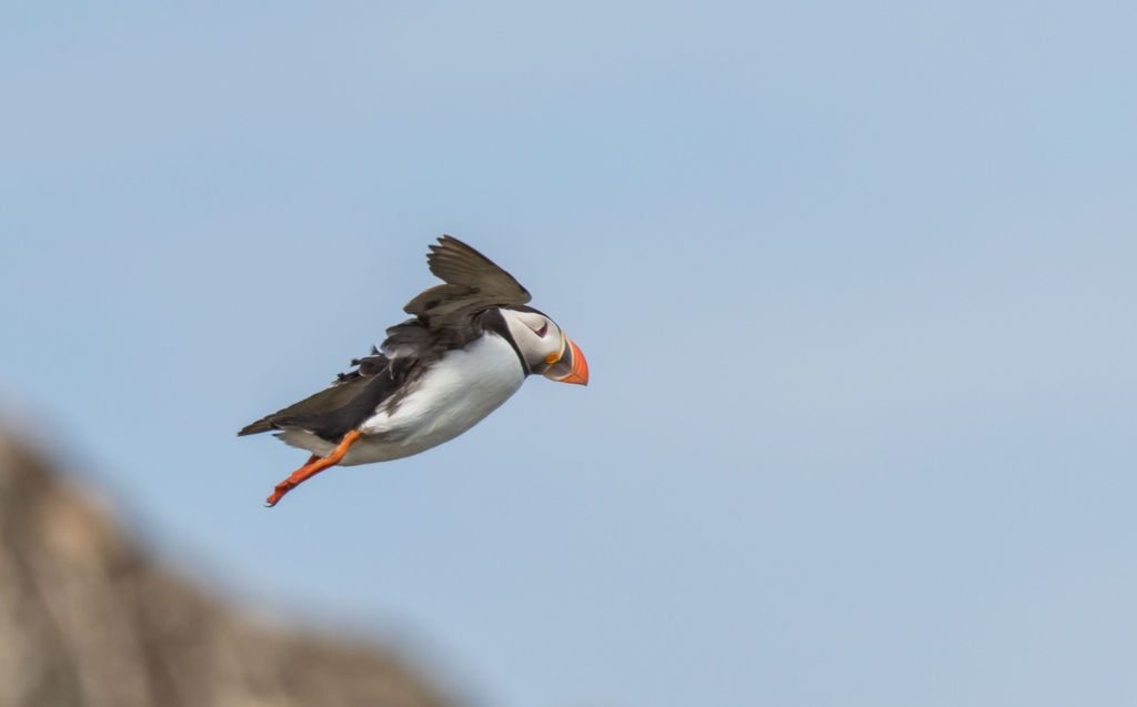 Puffin in Flight