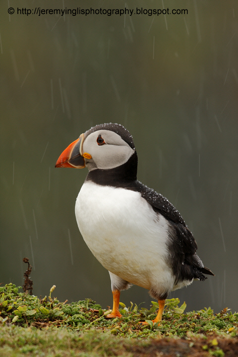 Puffin in the rain