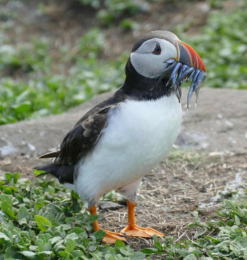 Puffin with sand eels