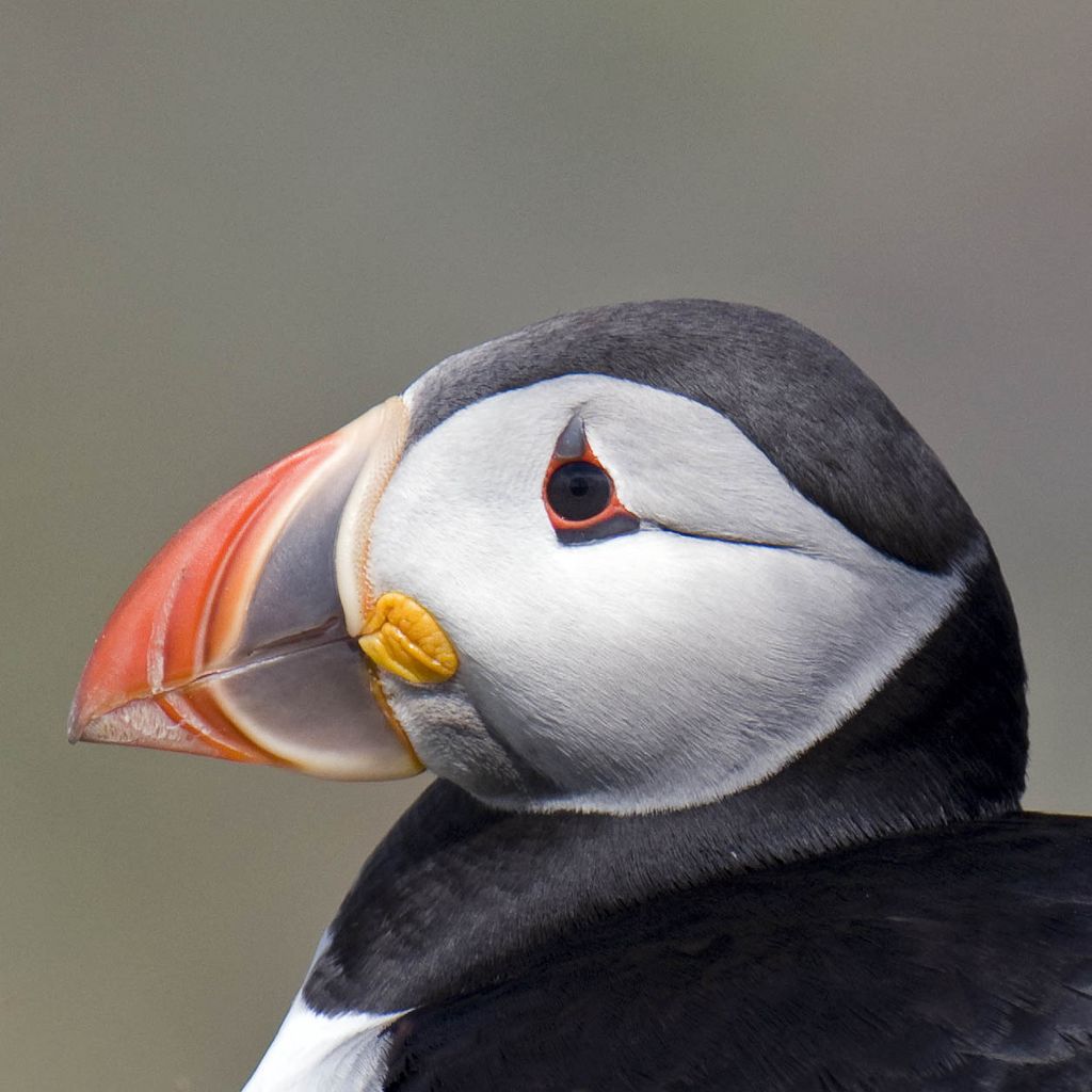 Puffin