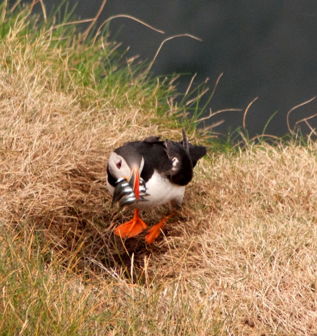 Puffin
