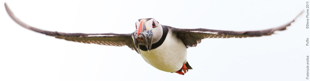 Puffin