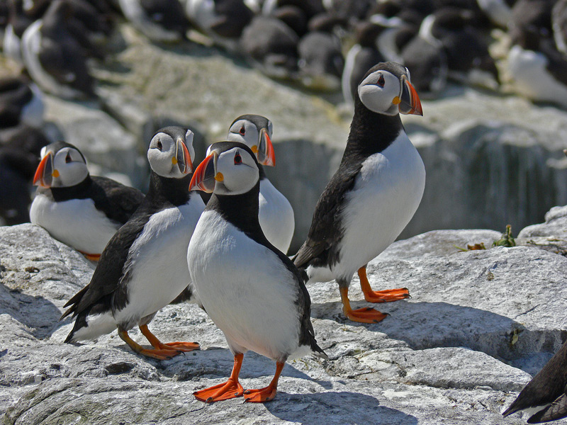 Puffins of Inner Farne