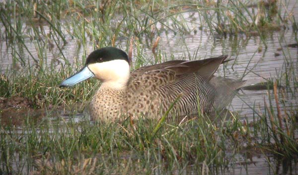 Puna Teal