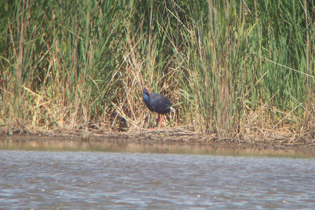 Purple Gallinule