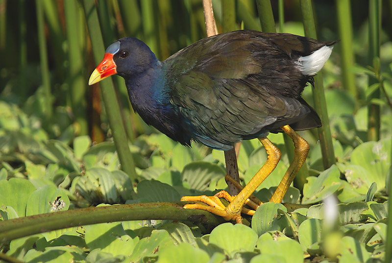 purple-gallinule