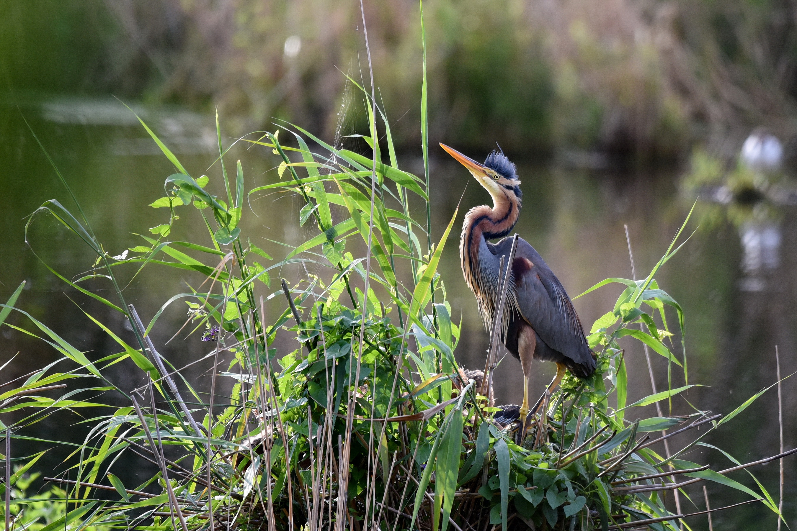 Purple Heron, Ardea Purpurea