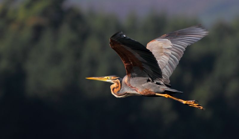 Purple Heron