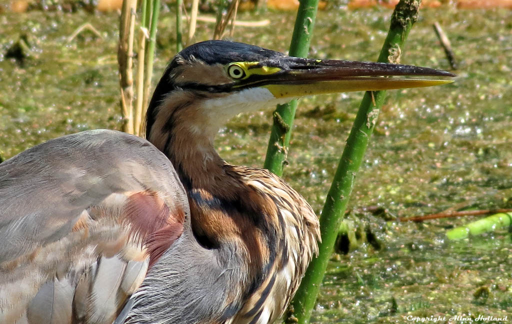 Purple Heron