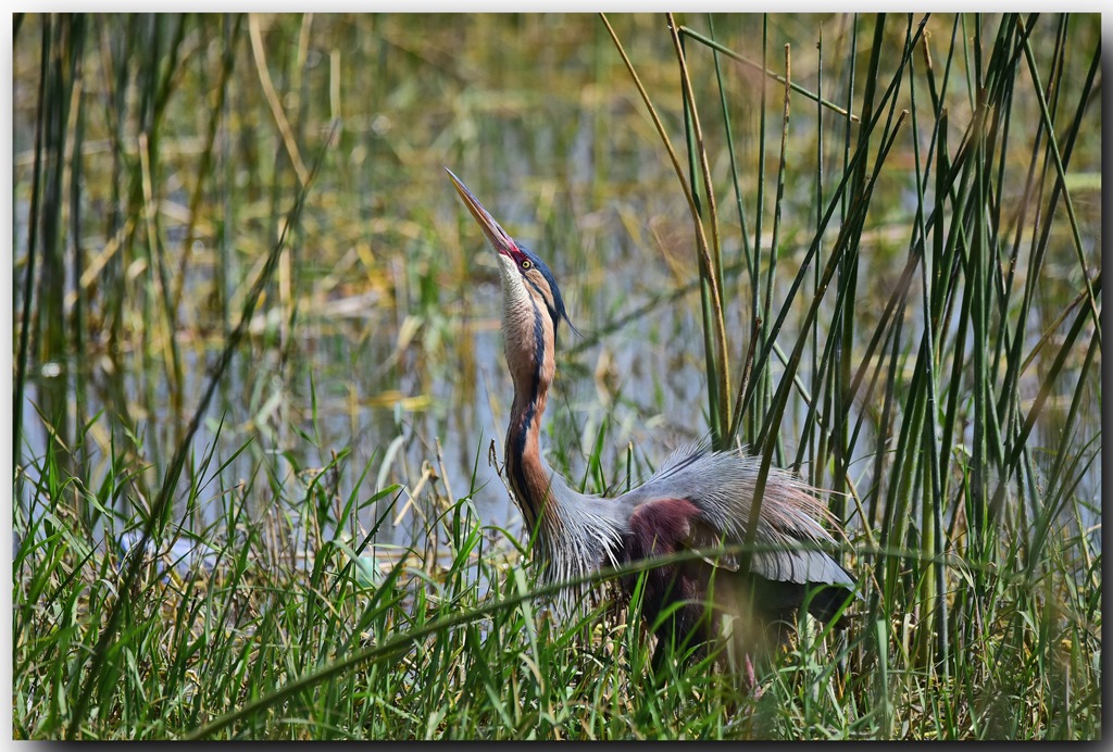 Purple Heron