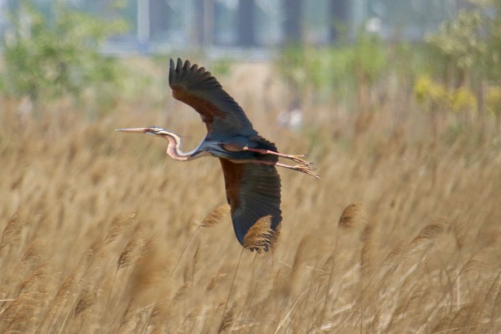 Purple Heron