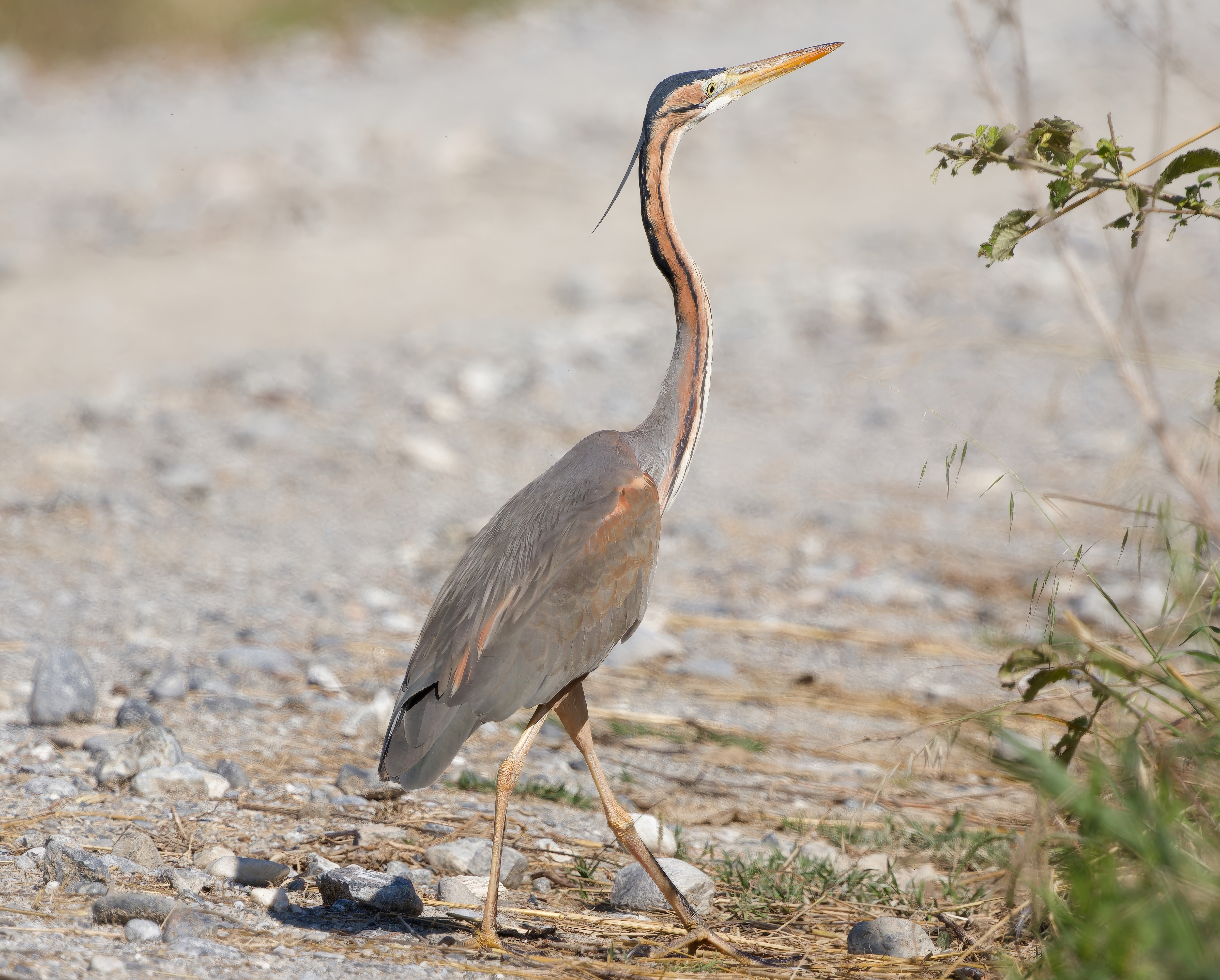 Purple Heron