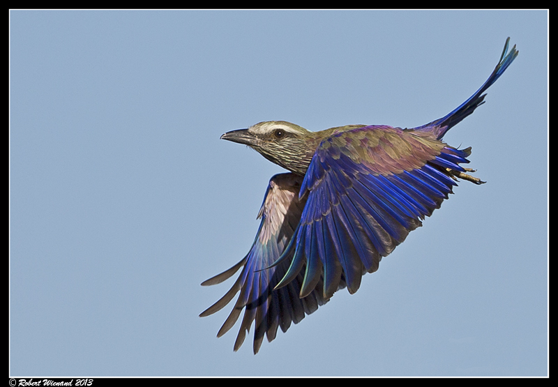 Purple Roller - Coracias naevius