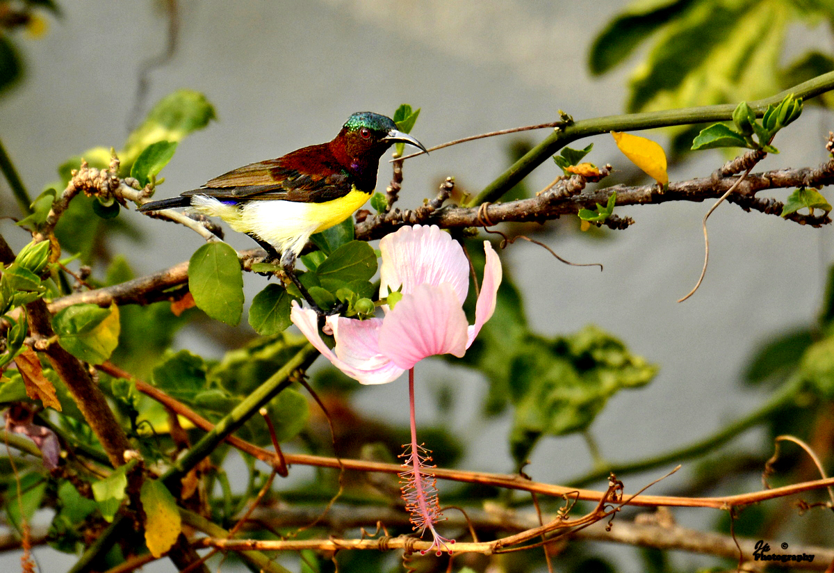 Purple-rumped Sunbird