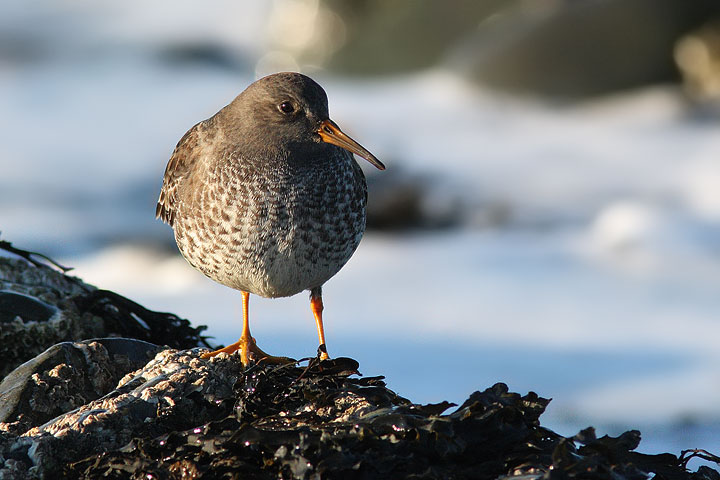 Purple Sandpiper