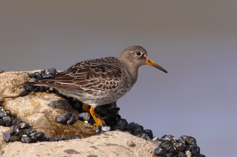 Purple Sandpiper