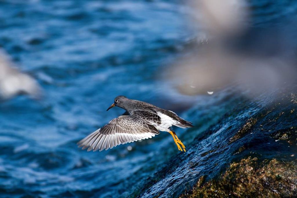 Purple sandpiper