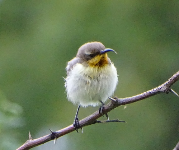 purple Sunbird Young