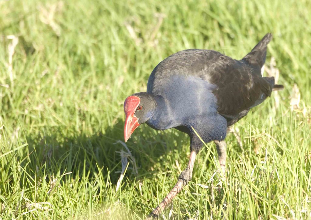 Purple Swamphen