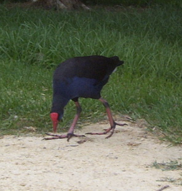 Purple Swamphen