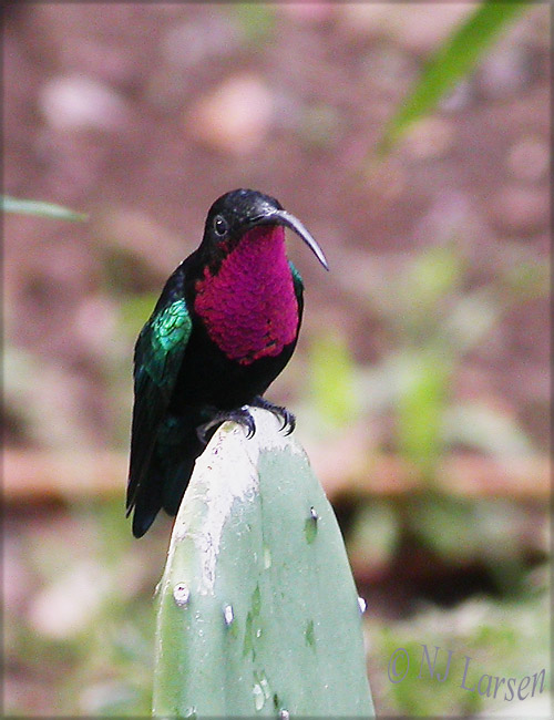 Purple-throated Carib