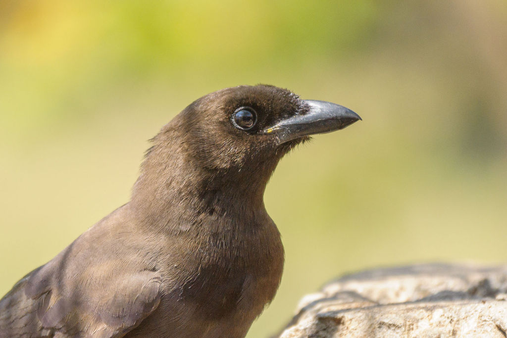 Purplish Jay