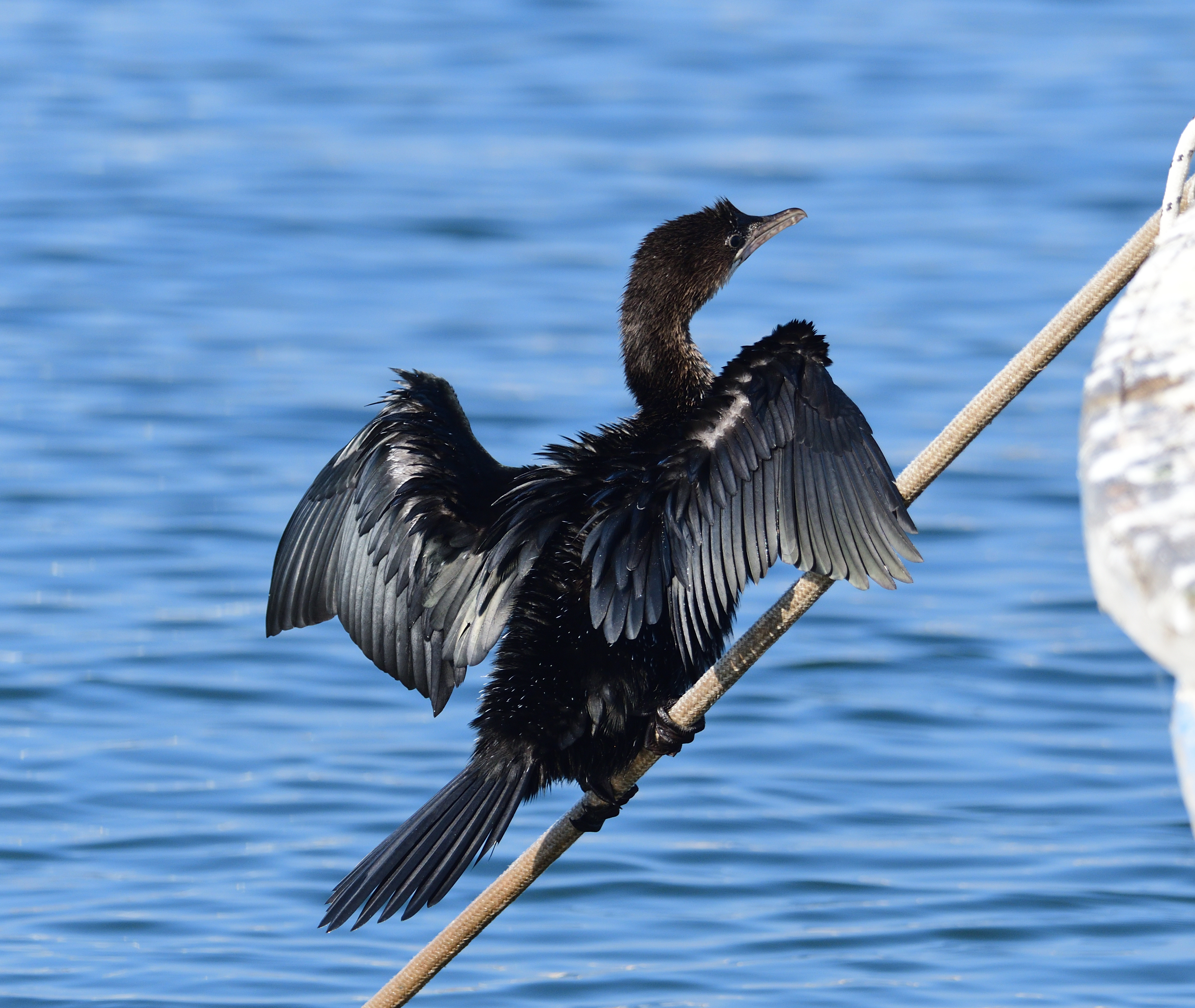 Pygmy Cormorant