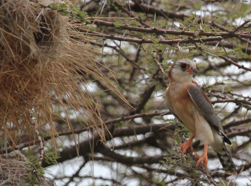 Pygmy Falcon (female)