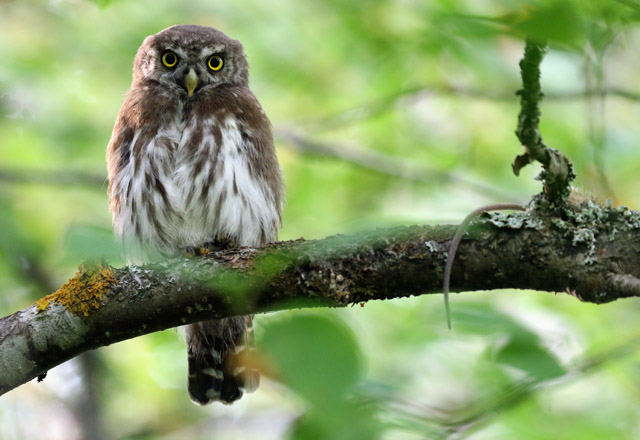 Pygmy Owl and Norhern Birch mouse
