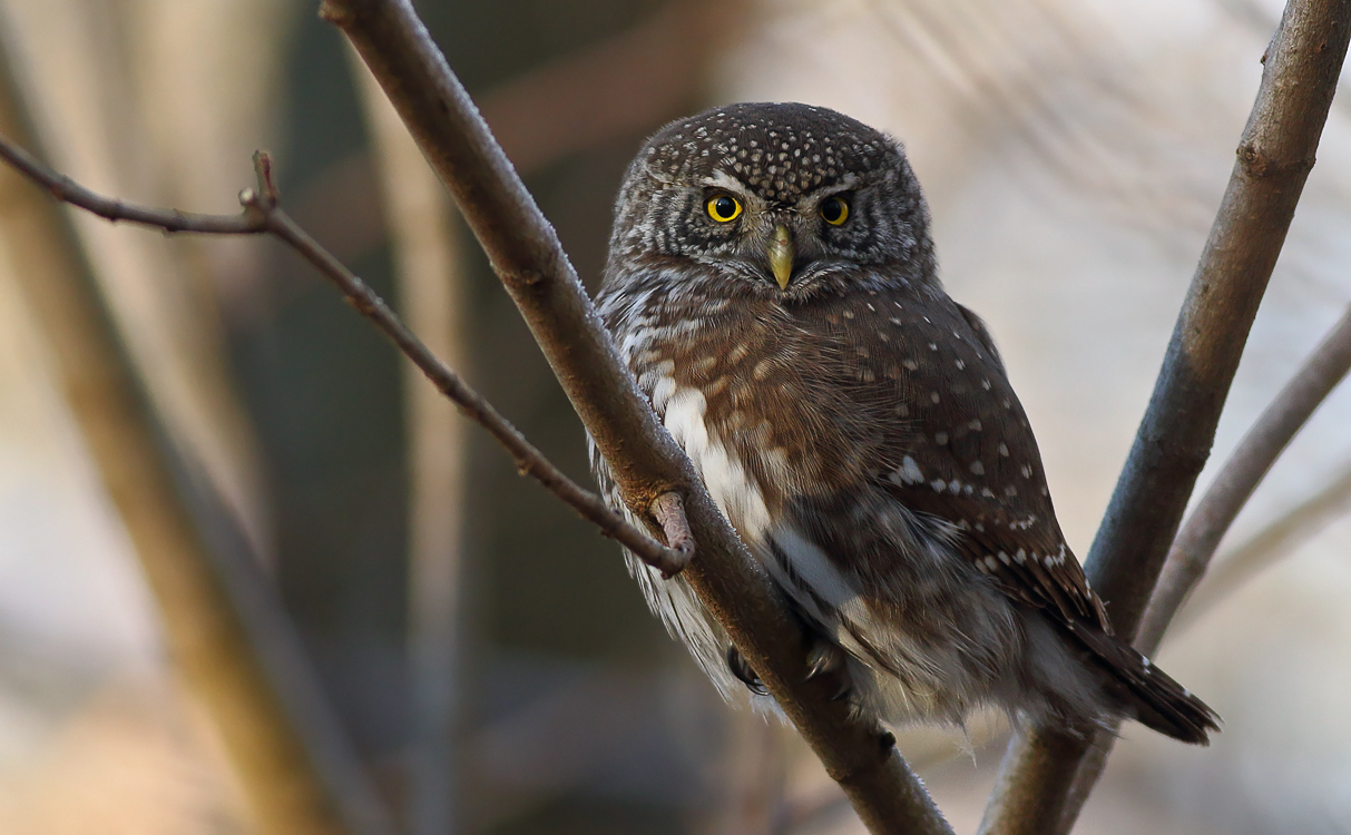 Pygmy owl