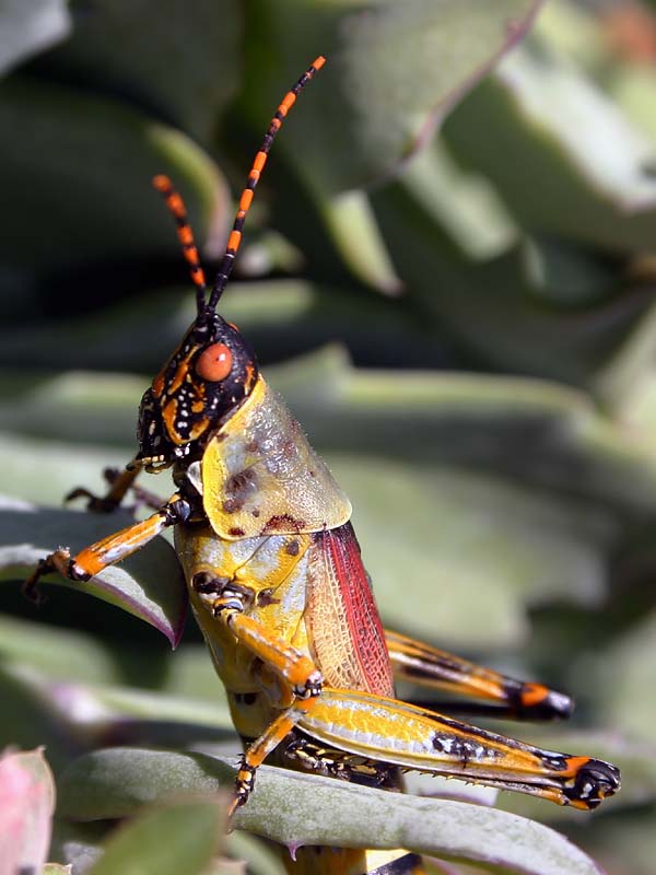 Pyrgomorphid Grasshopper